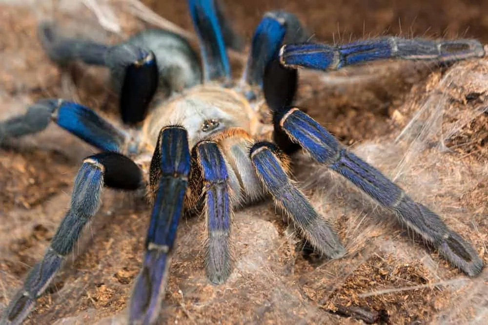 21077 cobalt blue tarantula handling