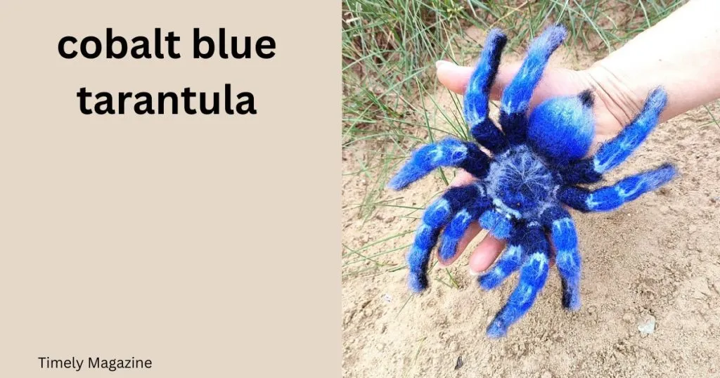 /img/21077-cobalt-blue-tarantula-lifespan.webp