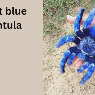 /img/21077-cobalt-blue-tarantula-lifespan.webp