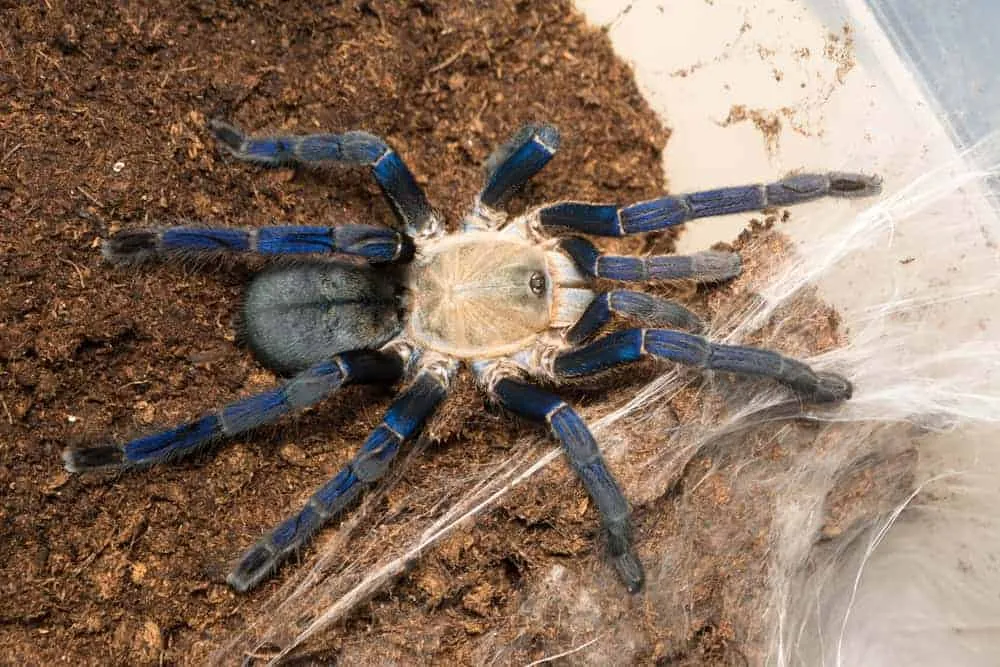 21077 cobalt blue tarantula molting