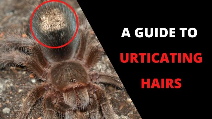 21078 tarantula closeup