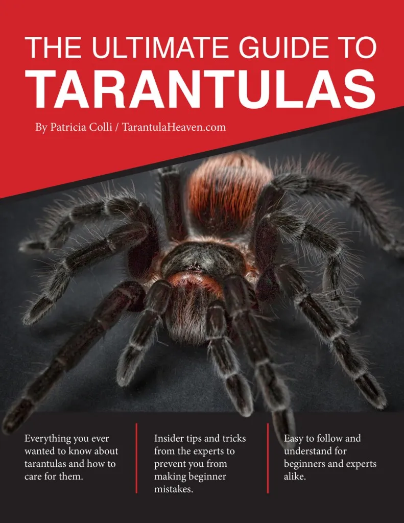 21078 tarantula habitat