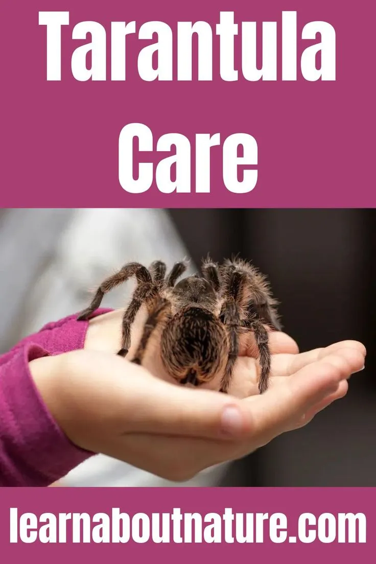 21078 tarantula handling