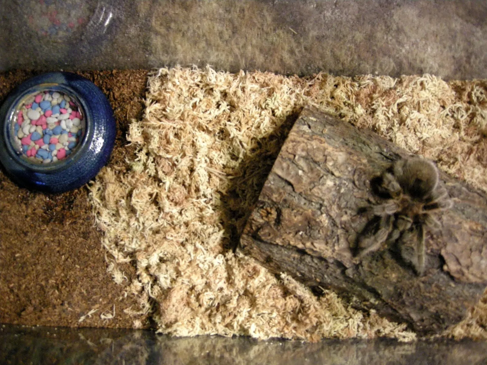 21078 tarantula molting