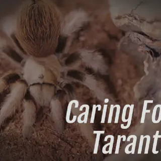 /img/21078-tarantula-species.webp