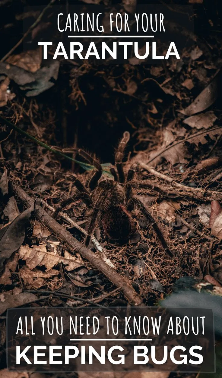 21078 tarantula watering
