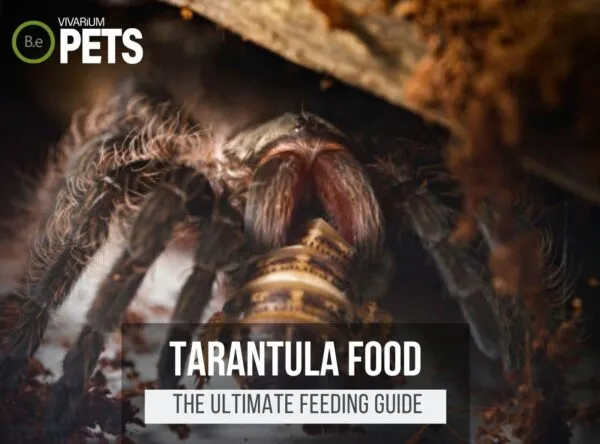 21081 tarantula eating roach