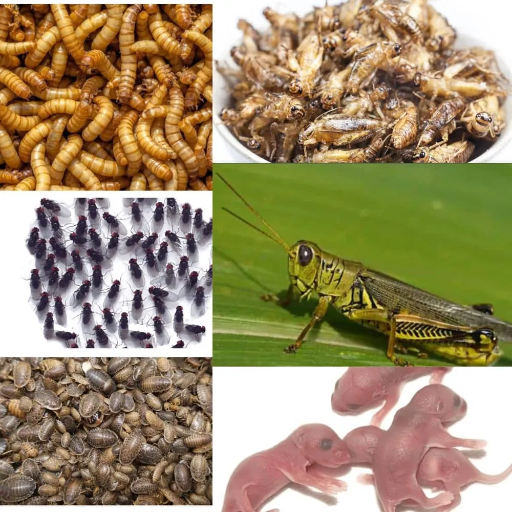 21081 tarantula mealworm