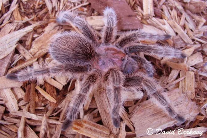 /img/21083-rose-hair-tarantula-burrow.webp