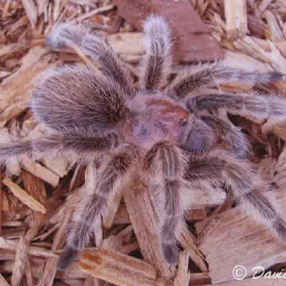 /img/21083-rose-hair-tarantula-burrow.webp