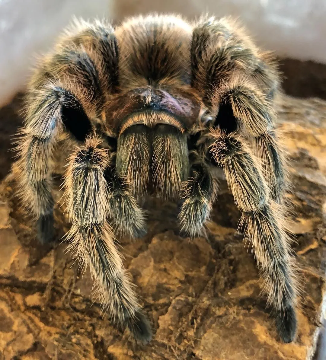 21083 rose hair tarantula defensive pose