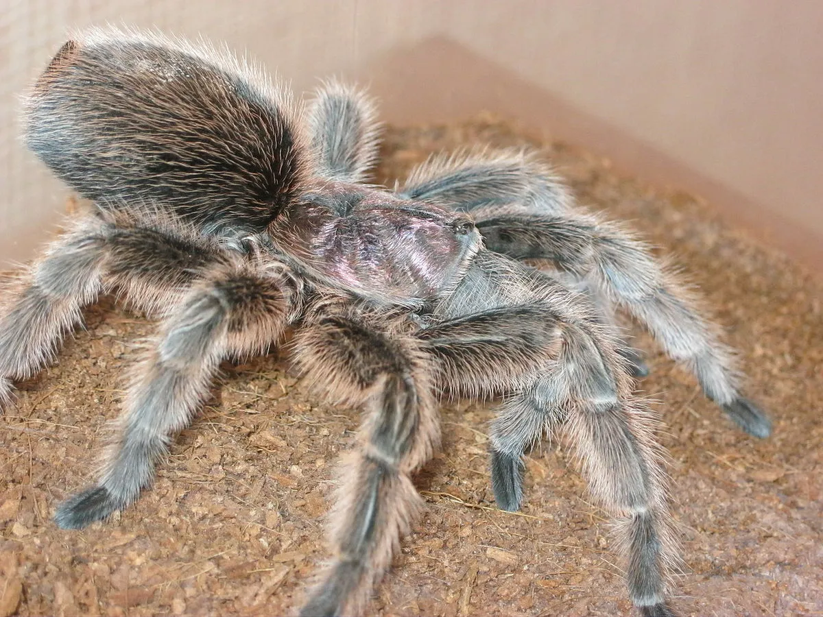 21083 rose hair tarantula eggs
