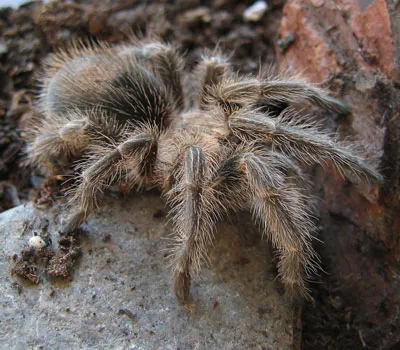 21083 rose hair tarantula feeding