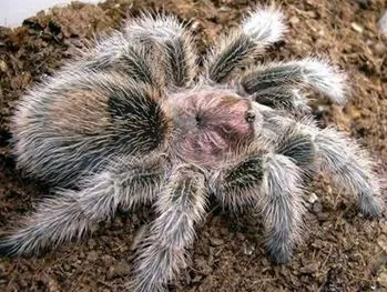 21083 rose hair tarantula in habitat