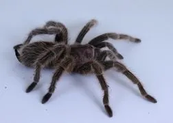 21083 rose hair tarantula molting