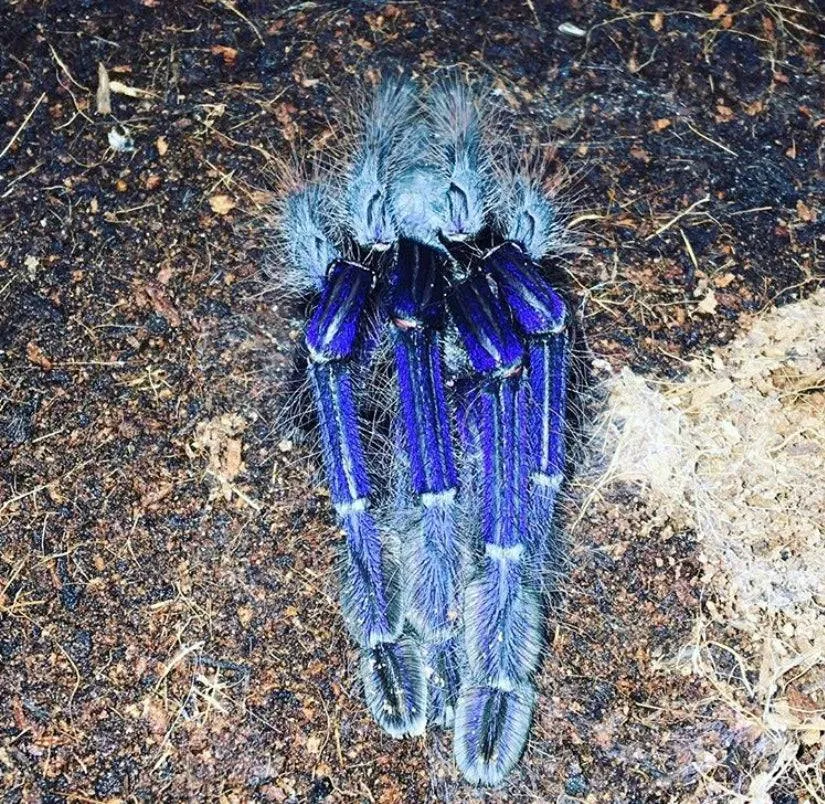 21084 singapore blue tarantula 3