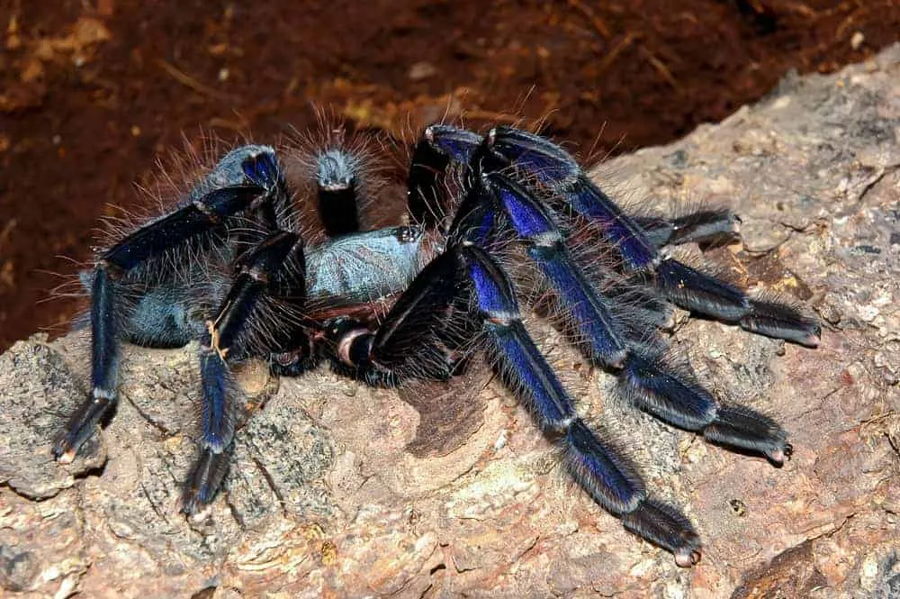 21084 singapore blue tarantula habitat 4