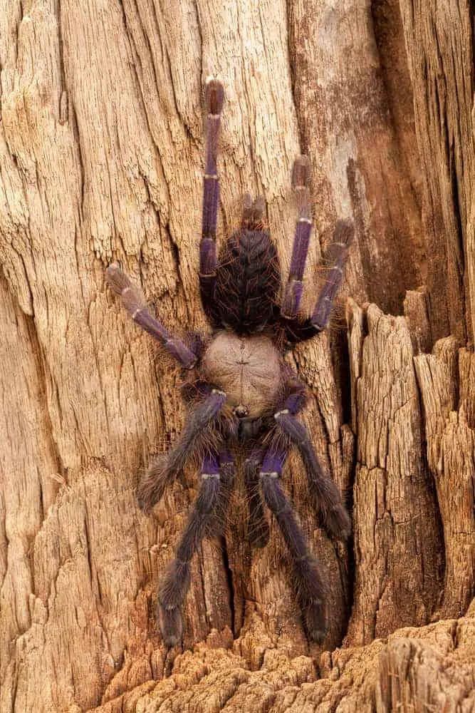 21084 singapore blue tarantula habitat 5