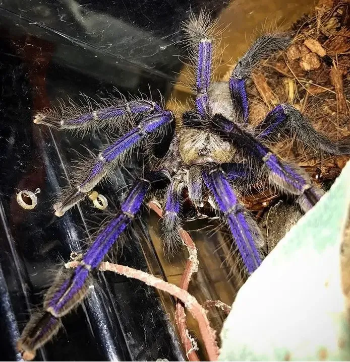 21084 singapore blue tarantula habitat 6