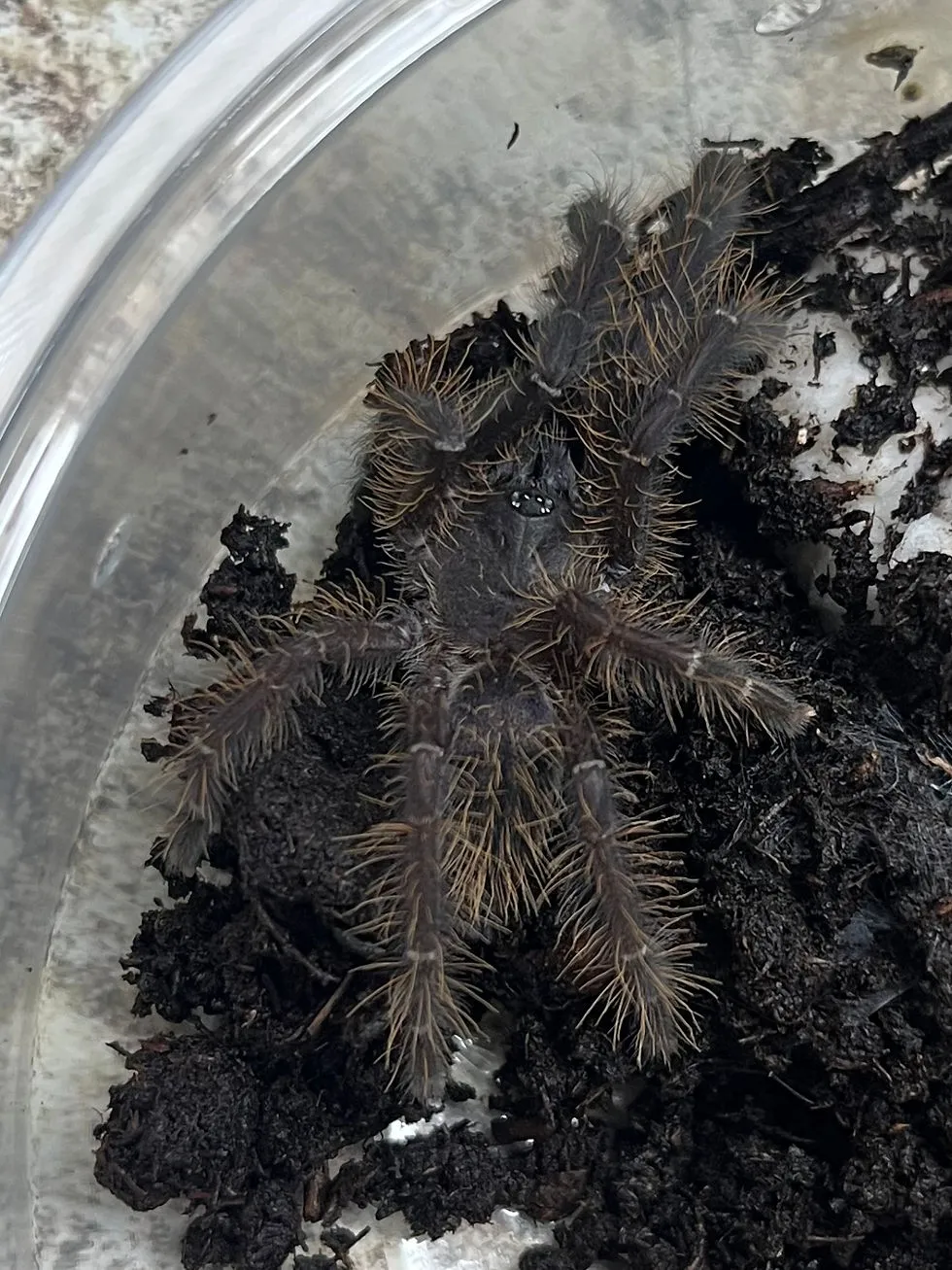 /img/21084-singapore-blue-tarantula-habitat-7.webp